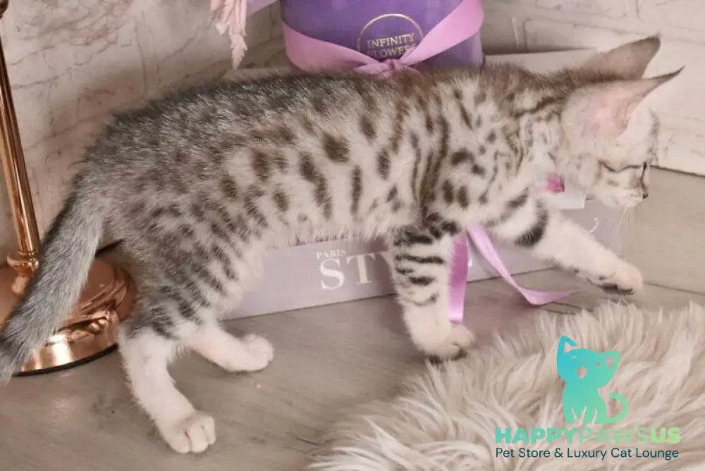 Chara Savannah female black silver spotted tabby - live animals