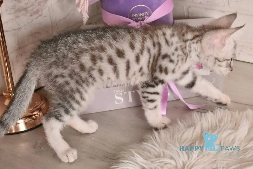 Chara Savannah female black silver spotted tabby - live animals