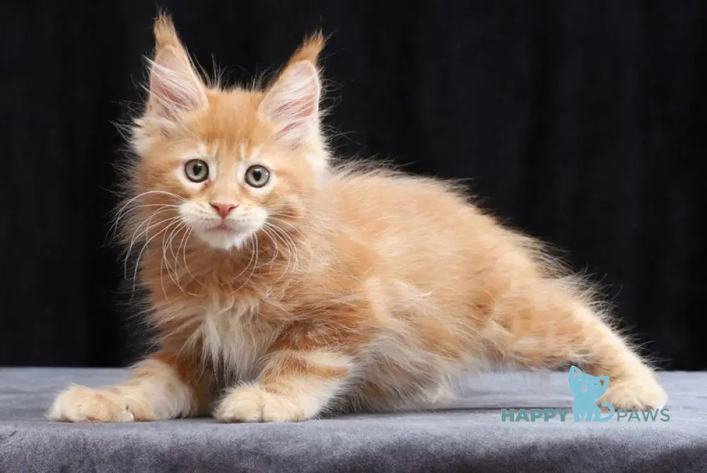 Charles Maine Coon male red tabby live animals