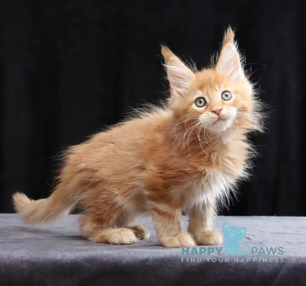Charles Maine Coon male red tabby live animals