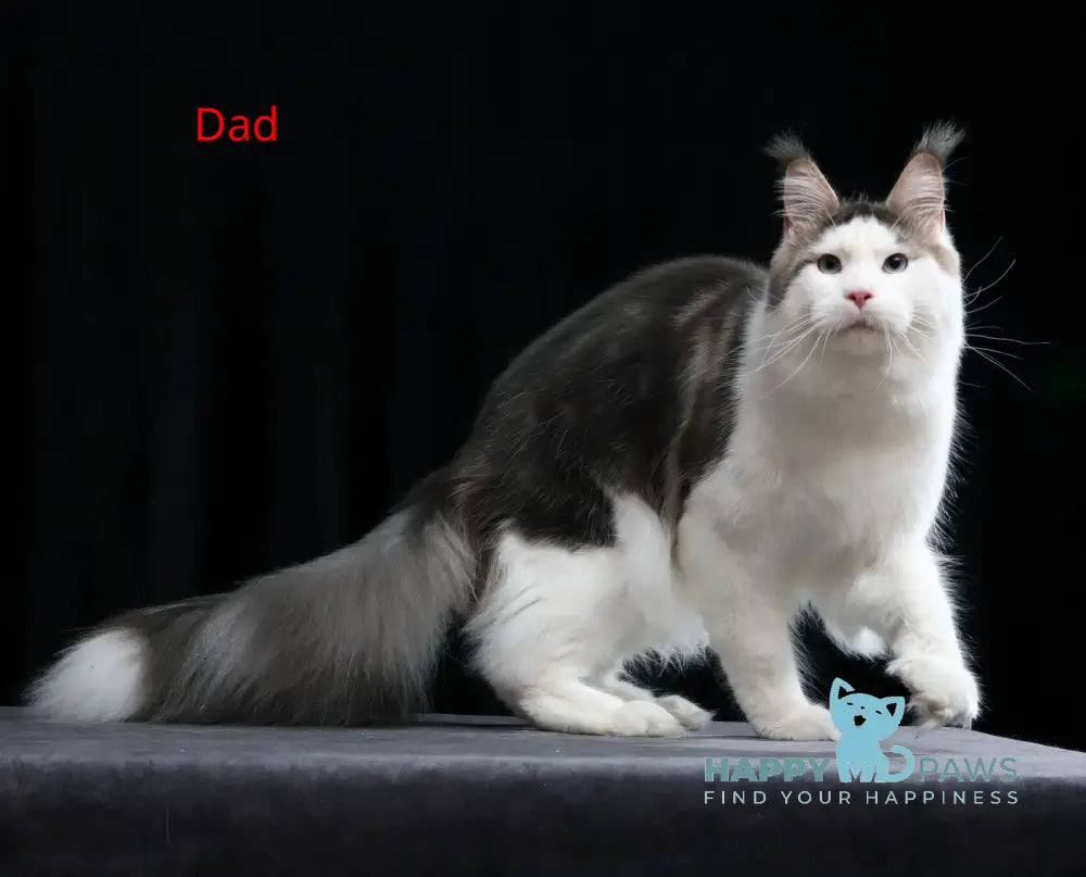 Charles Maine Coon male red tabby live animals