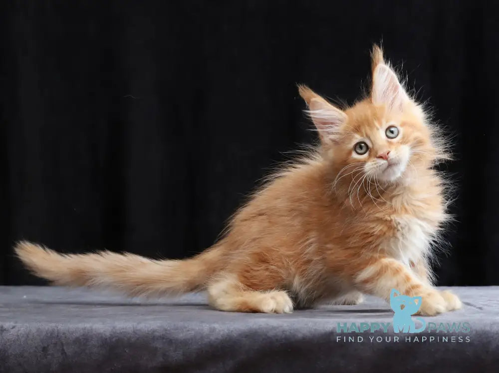 Charles Maine Coon male red tabby live animals