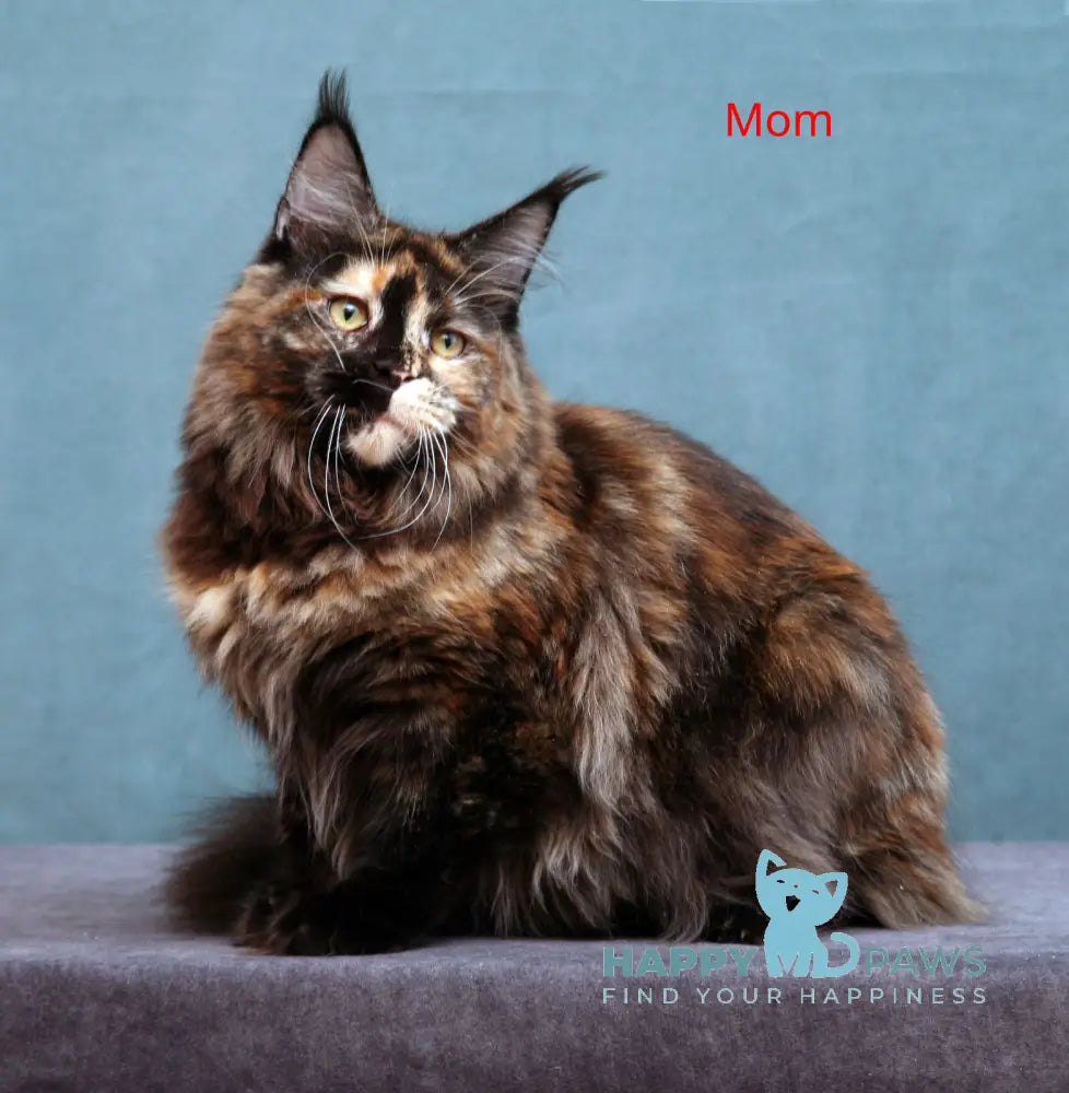 Charles Maine Coon male red tabby live animals