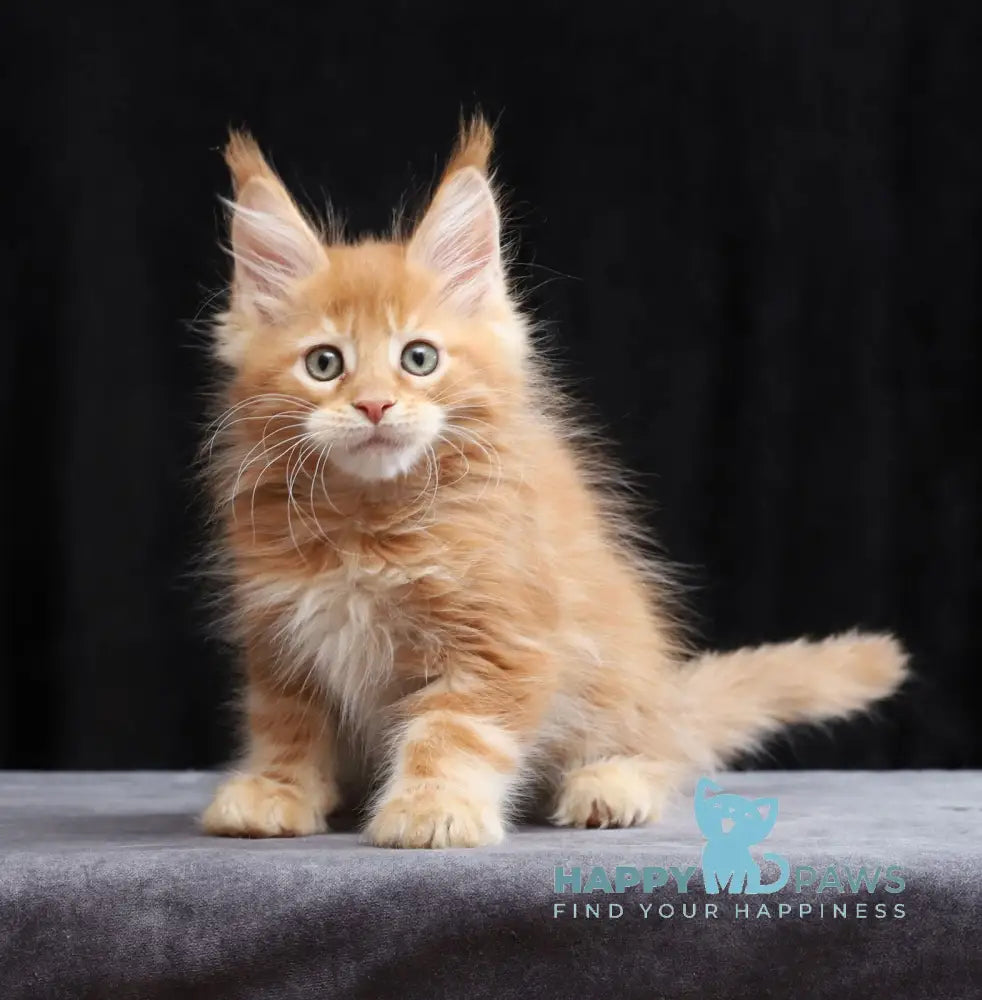 Charles Maine Coon male red tabby live animals