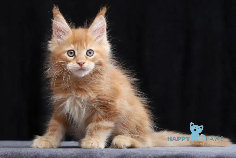 Charles Maine Coon male red tabby live animals