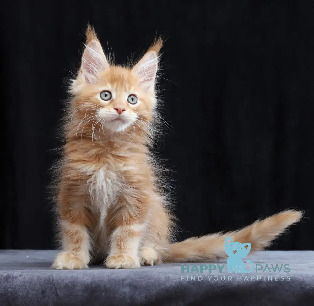 Charles Maine Coon male red tabby live animals