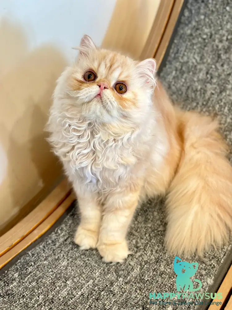 Charles Persian male red silver tabby - live animals