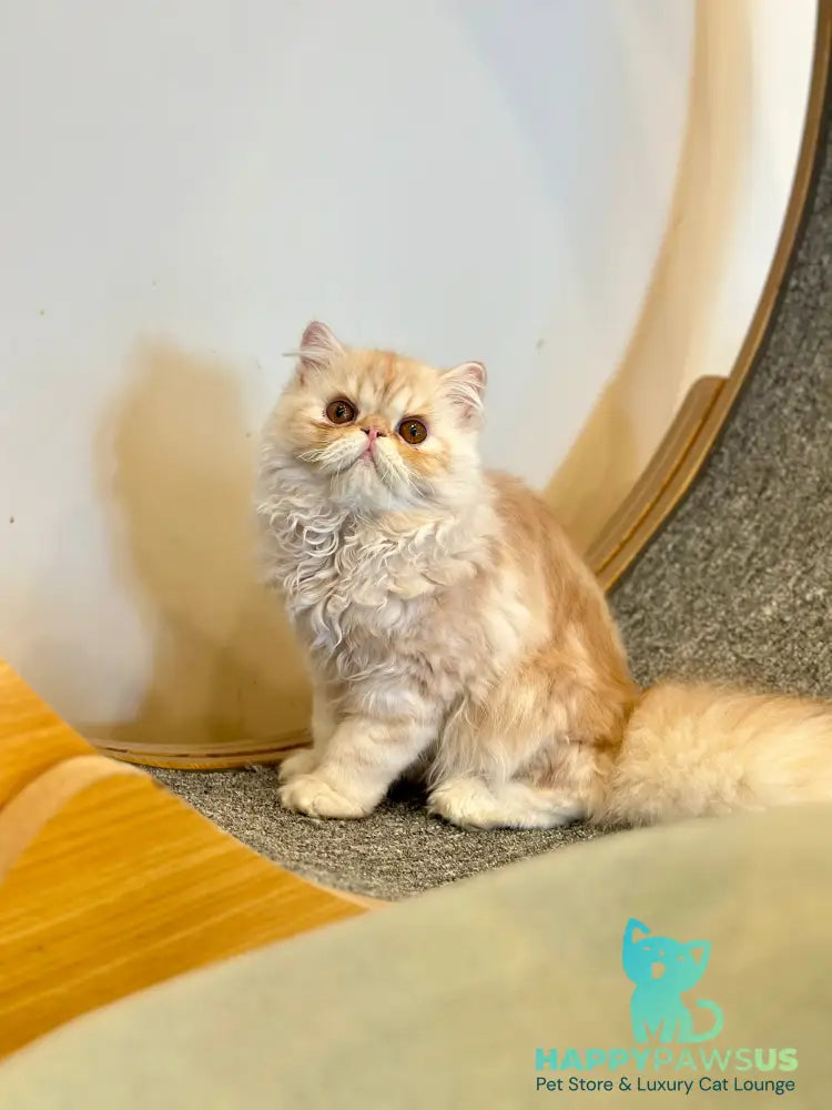 Charles Persian male red silver tabby - live animals