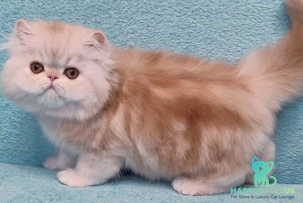 Charles Persian male red silver tabby - live animals