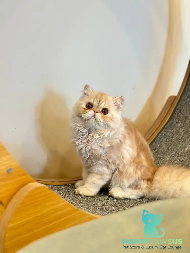 Charles Persian male red silver tabby - live animals
