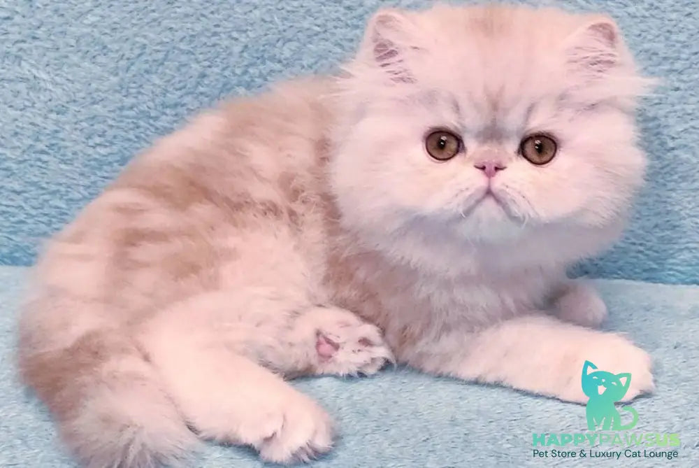 Charles Persian male red silver tabby - live animals