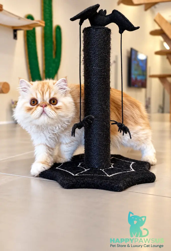 Charles Persian male red silver tabby - live animals