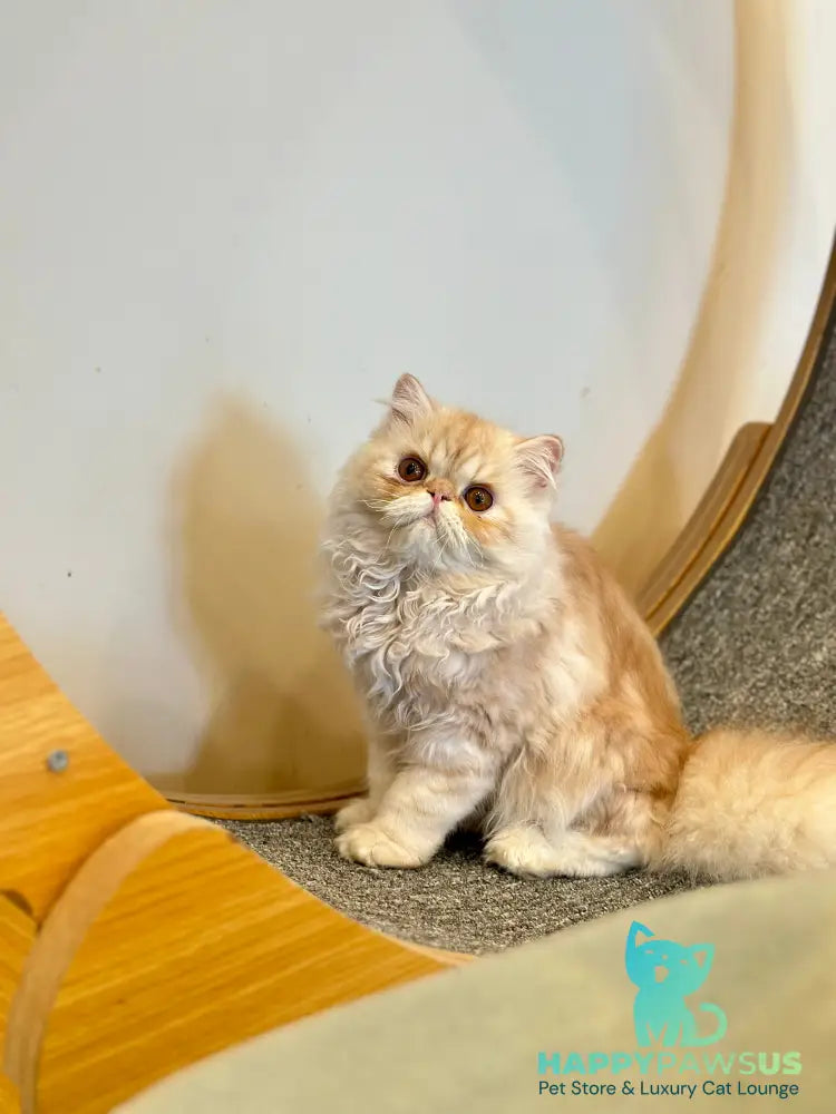 Charles Persian male red silver tabby - live animals