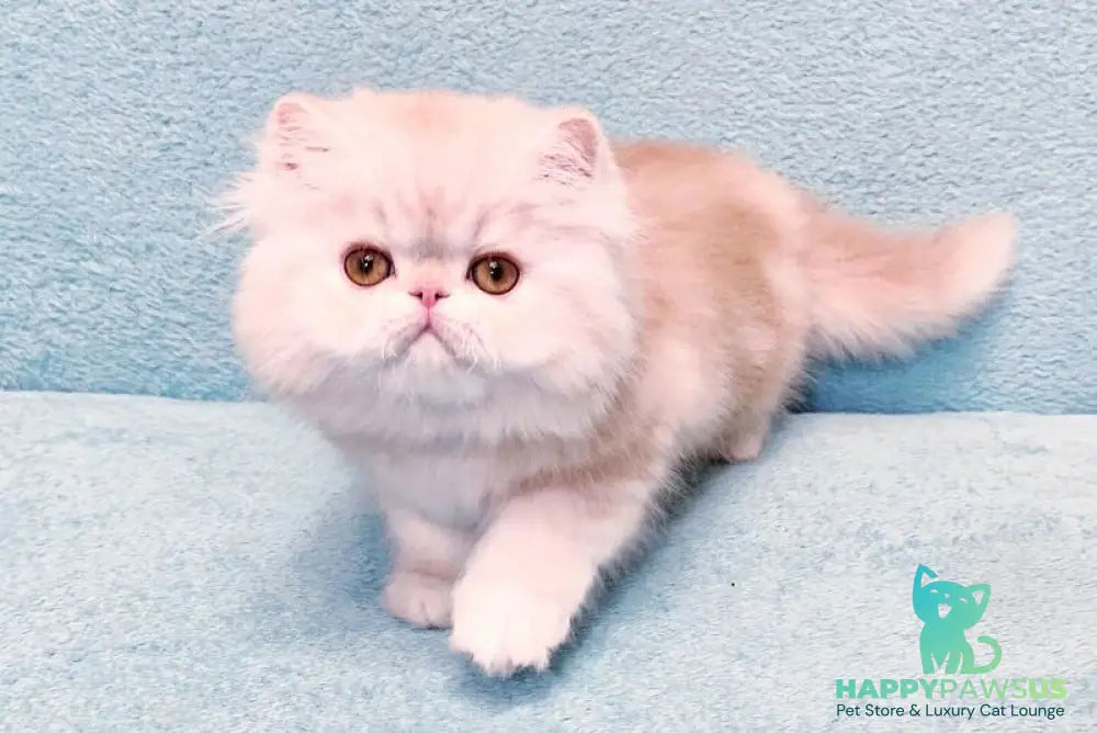Charles Persian male red silver tabby - live animals