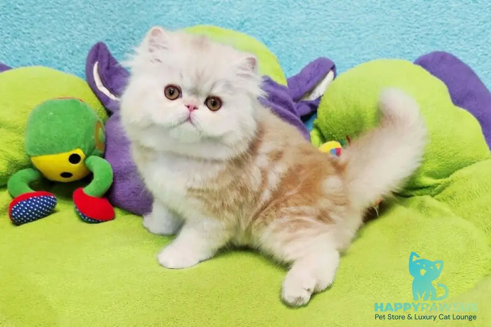 Charles Persian male red silver tabby - live animals