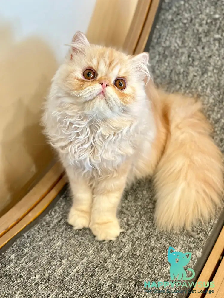 Charles Persian male red silver tabby - live animals