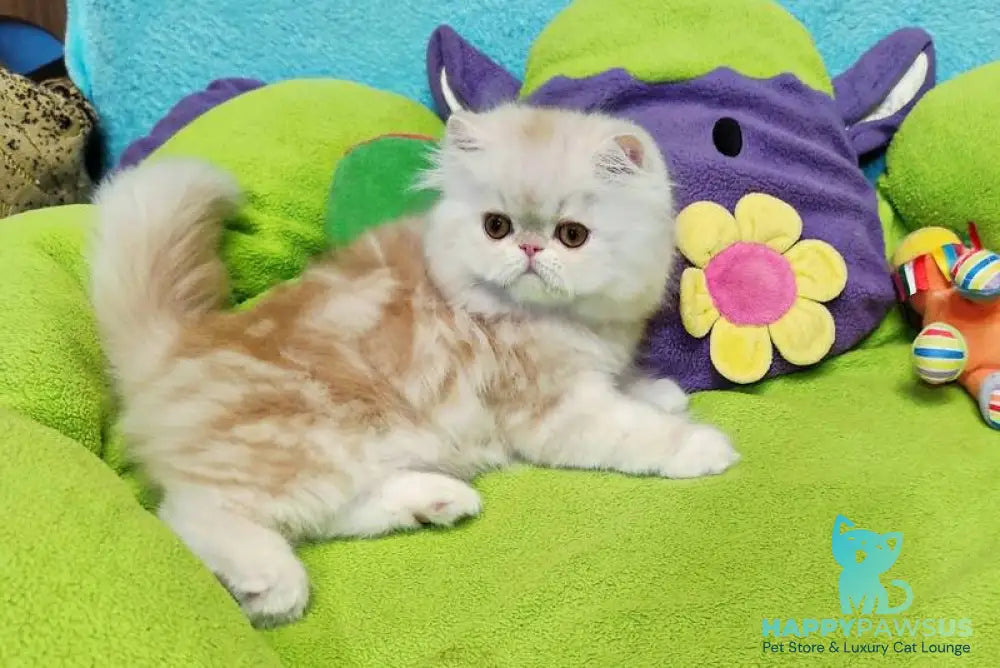 Charles Persian male red silver tabby - live animals