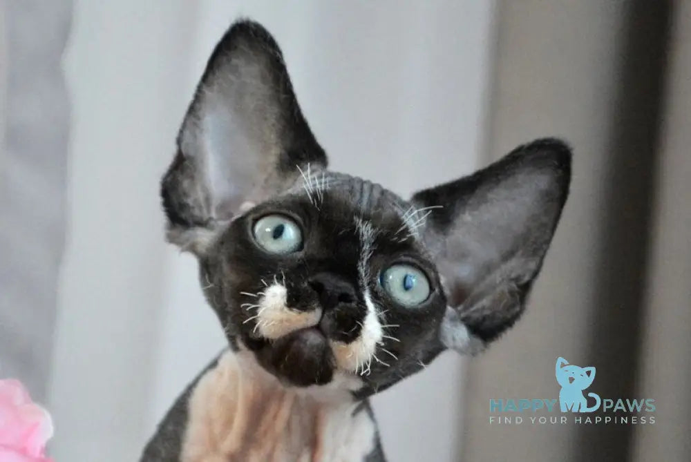 Charli Devon Rex male black bicolour live animals
