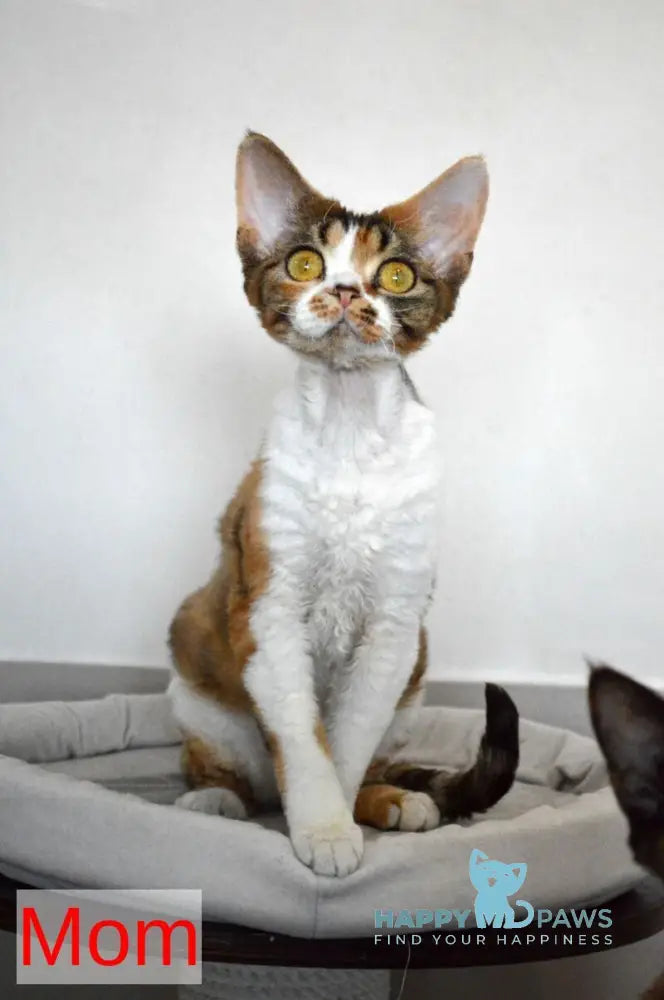 Charli Devon Rex male black bicolour live animals