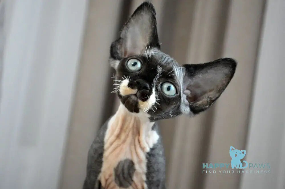 Charli Devon Rex male black bicolour live animals