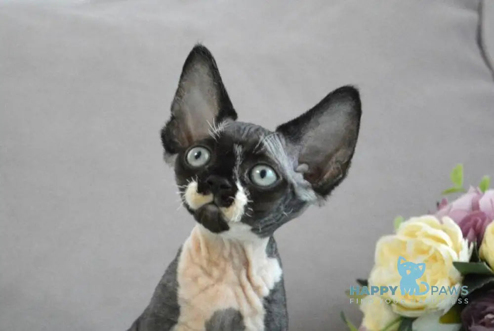 Charli Devon Rex male black bicolour live animals