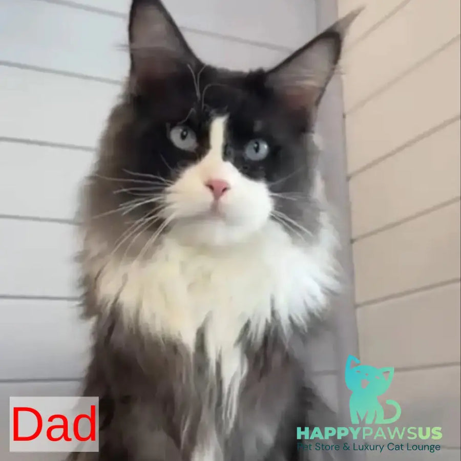 Charli Igrun Maine Coon male black tabby with white - live animals