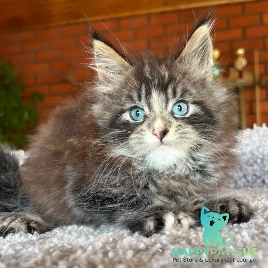 Charli Igrun Maine Coon male black tabby with white - live animals