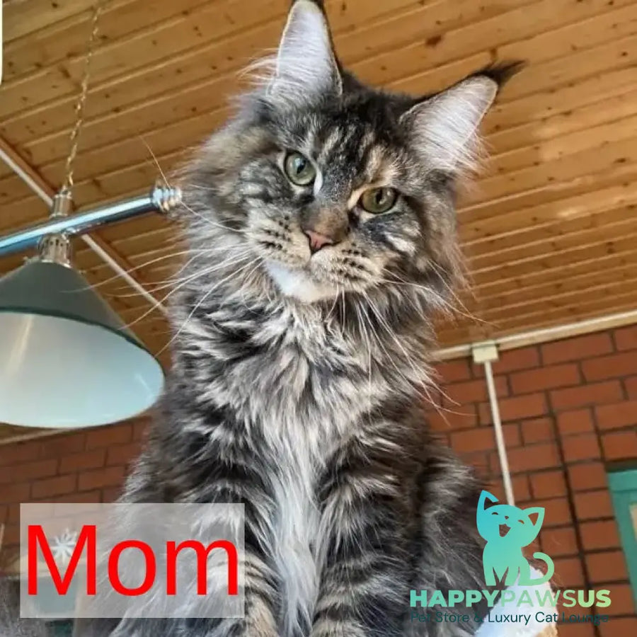 Charli Igrun Maine Coon male black tabby with white - live animals