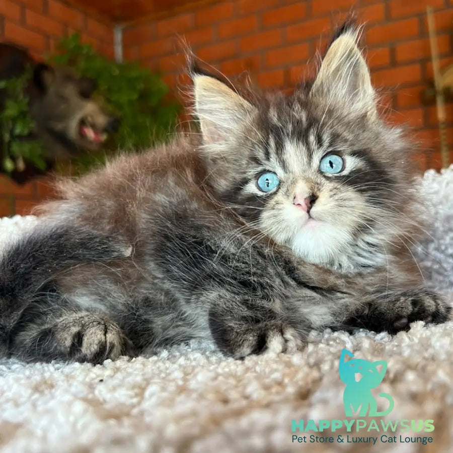 Charli Igrun Maine Coon male black tabby with white - live animals