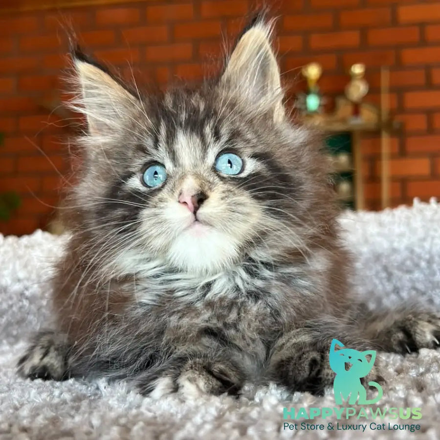Charli Igrun Maine Coon male black tabby with white - live animals