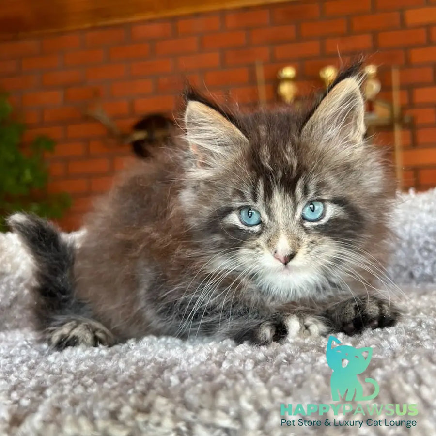 Charli Igrun Maine Coon male black tabby with white - live animals