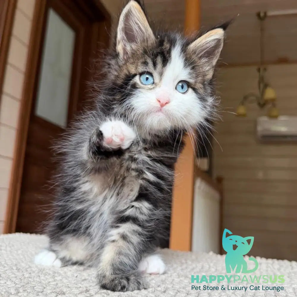 Charli Maine Coon male black tabby with white - live animals