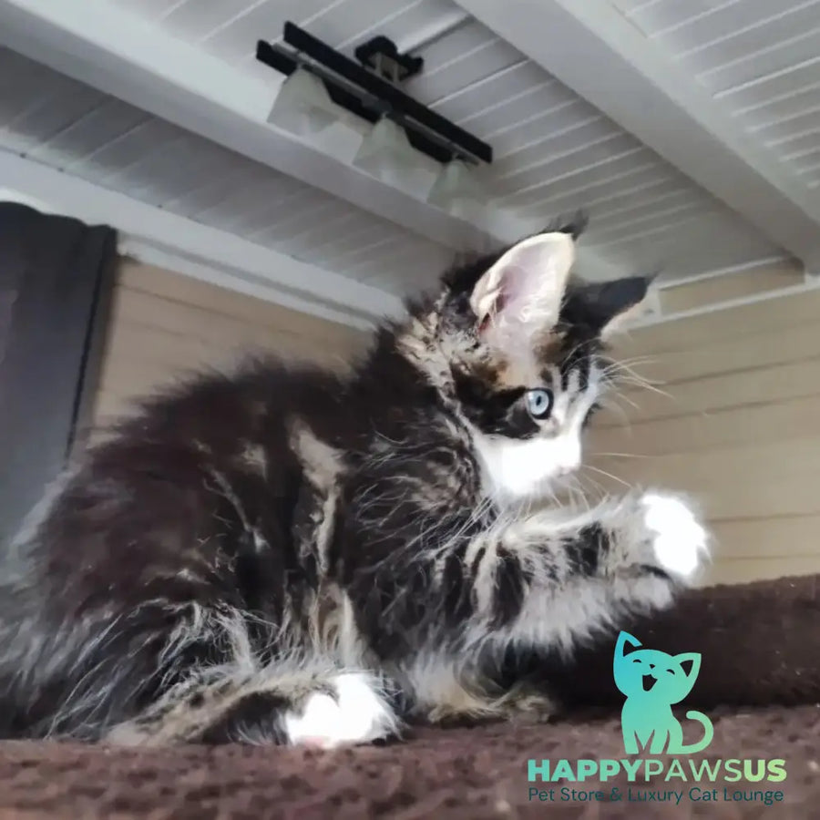 Charli Maine Coon male black tabby with white - live animals