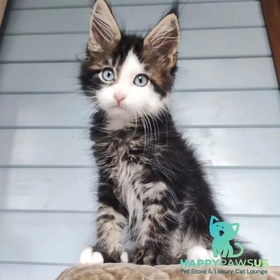 Charli Maine Coon male black tabby with white - live animals