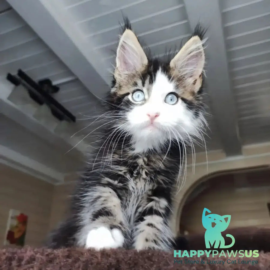 Charli Maine Coon male black tabby with white - live animals