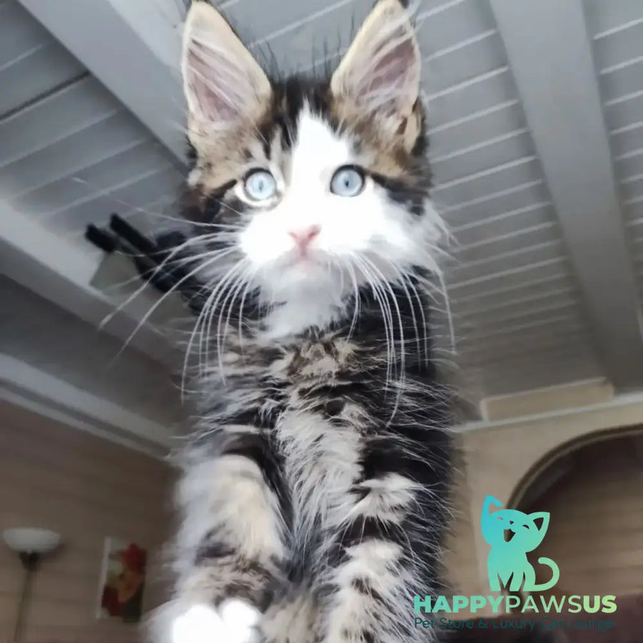 Charli Maine Coon male black tabby with white - live animals