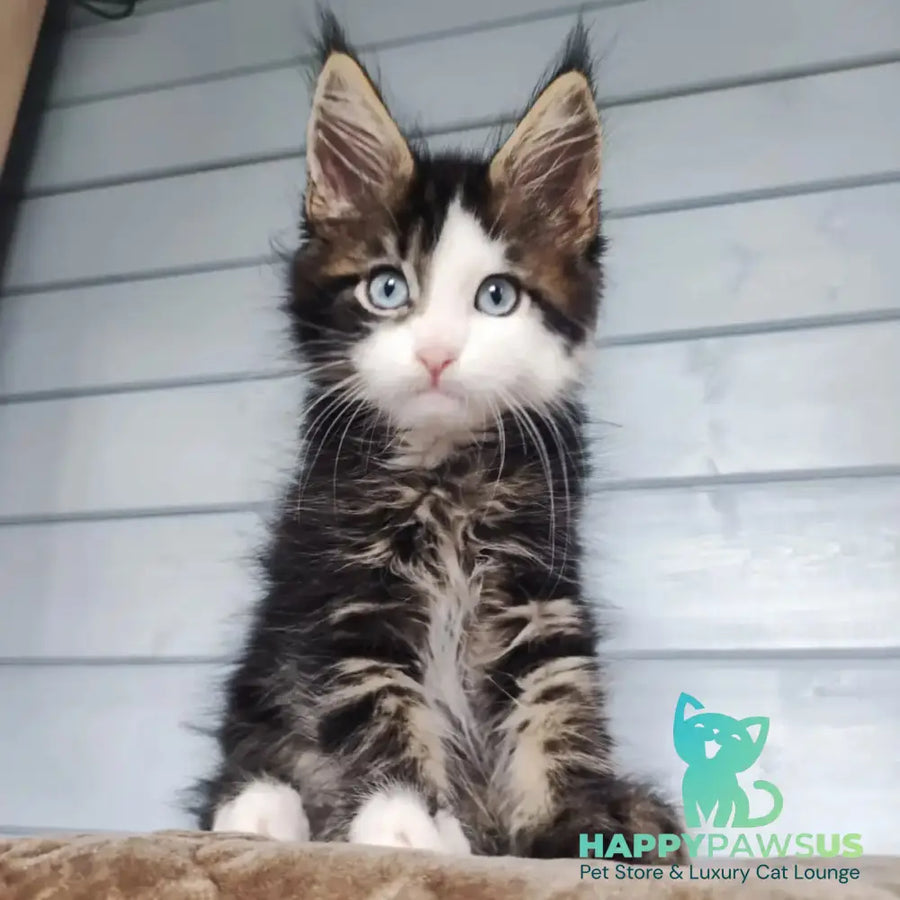 Charli Maine Coon male black tabby with white - live animals