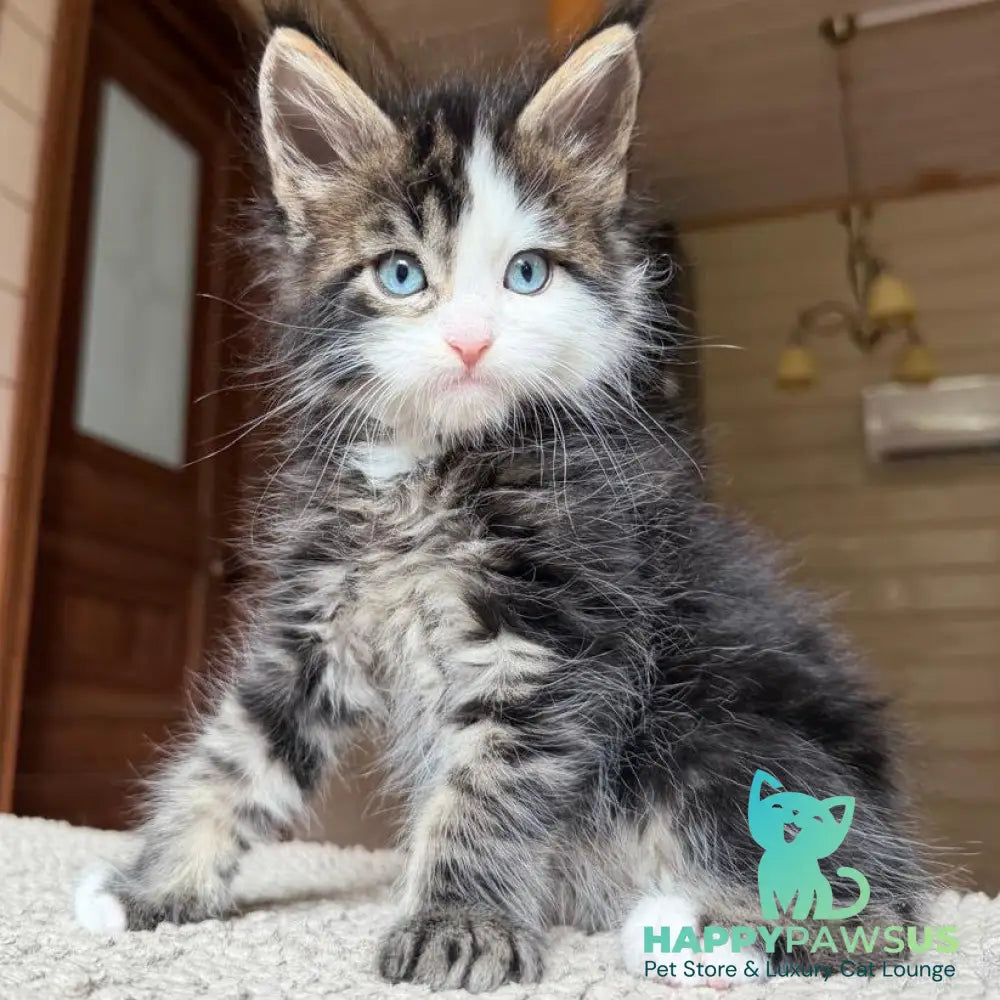 Charli Maine Coon male black tabby with white - live animals