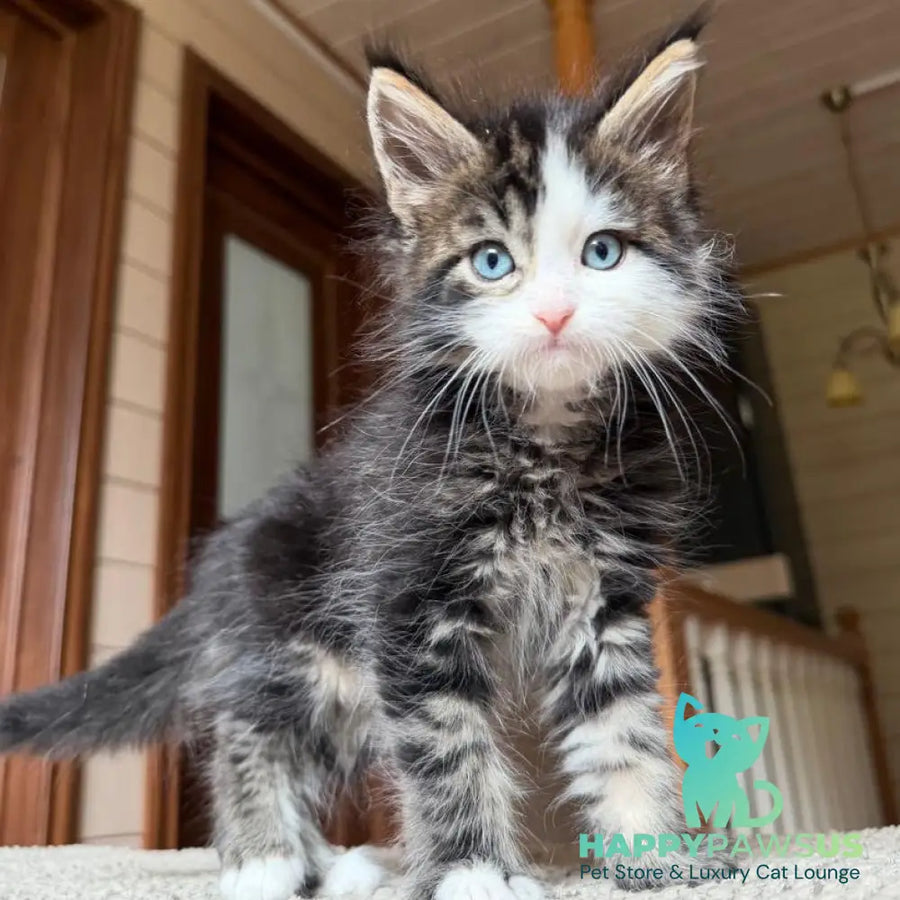 Charli Maine Coon male black tabby with white - live animals