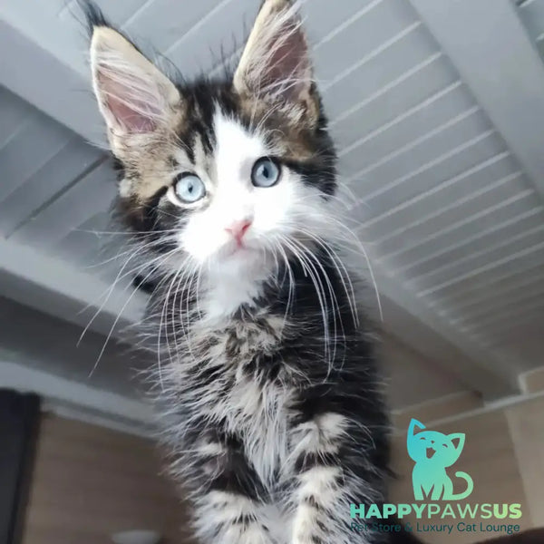 Charli Maine Coon male black tabby with white - live animals