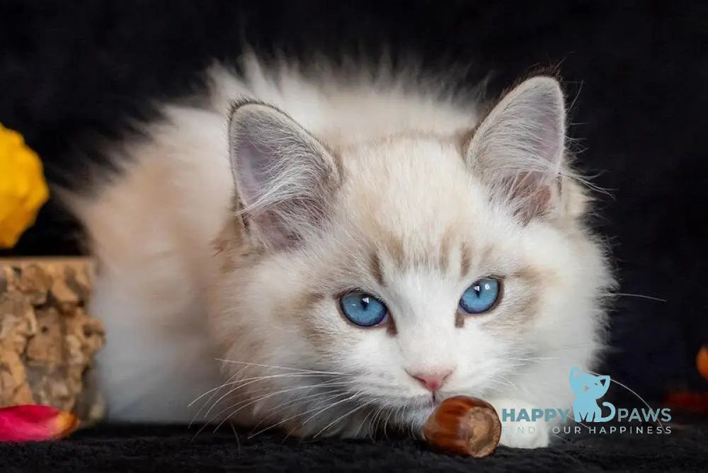 Charli Ragdoll male seal lynx bicolour live animals