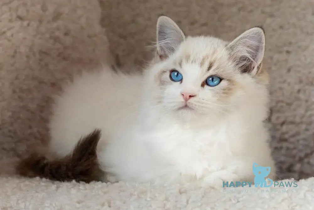 Charli Ragdoll male seal lynx bicolour live animals