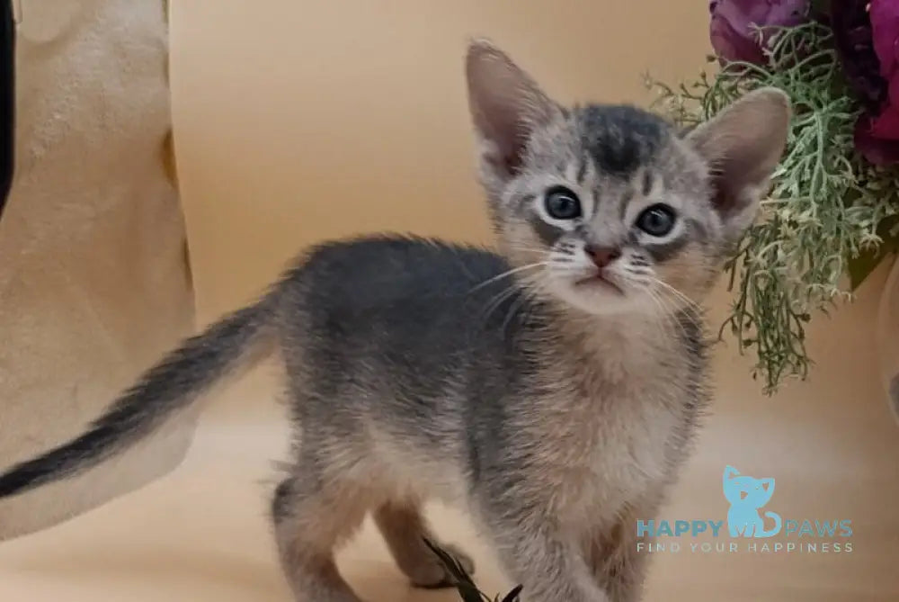 Charlie Abyssinian male blue live animals