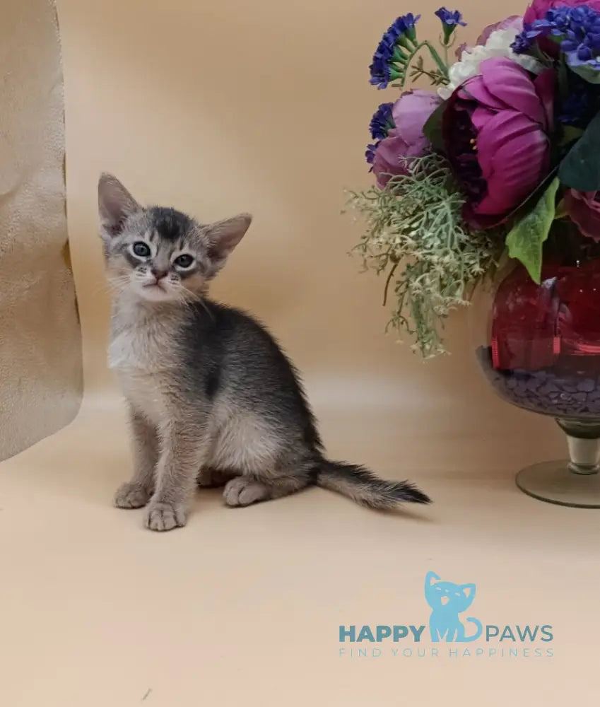 Charlie Abyssinian male blue live animals