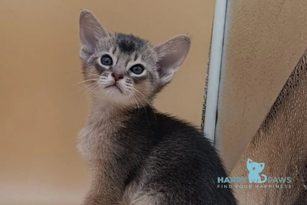 Charlie Abyssinian male blue live animals