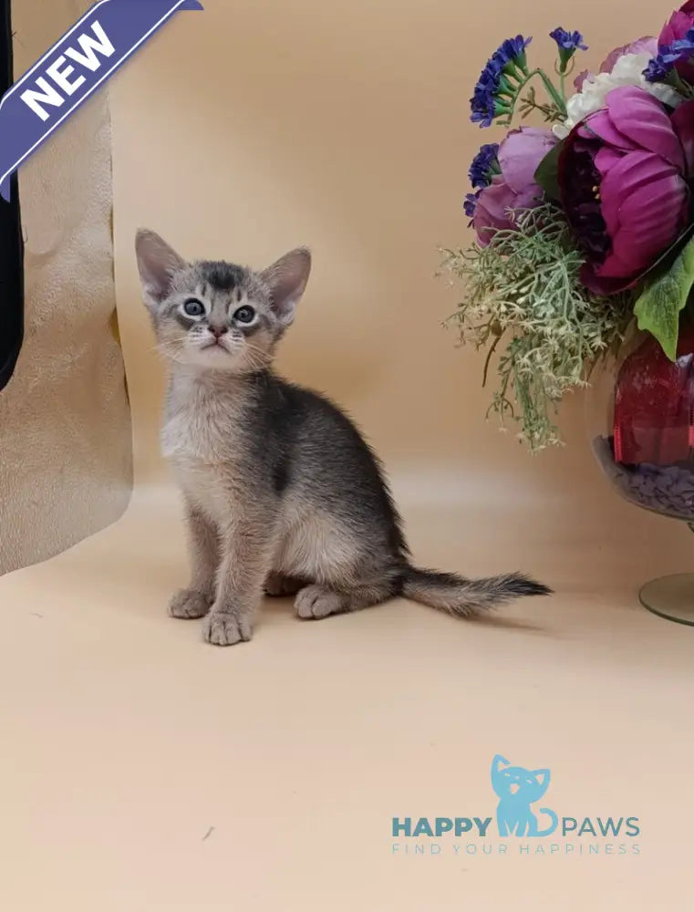 Charlie Abyssinian male blue live animals