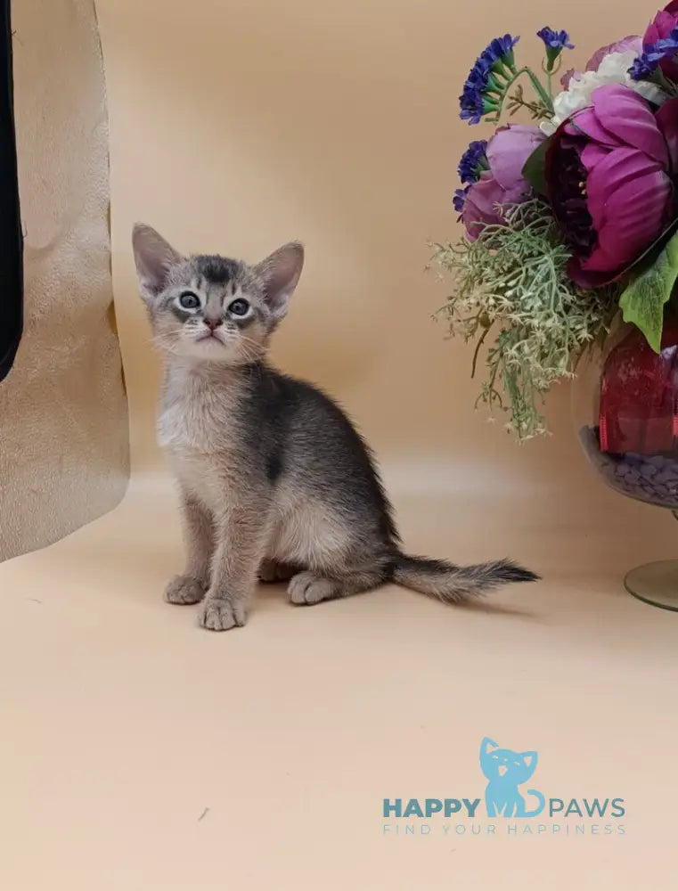 Charlie Abyssinian male blue live animals