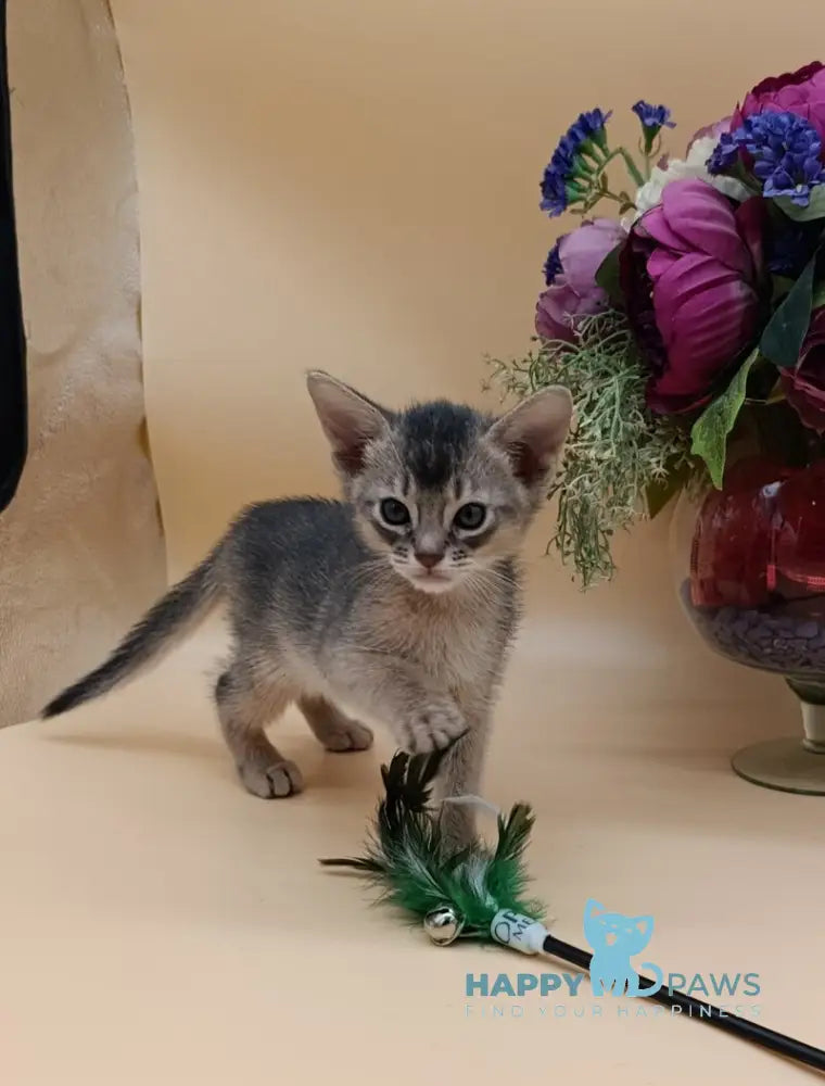 Charlie Abyssinian male blue live animals