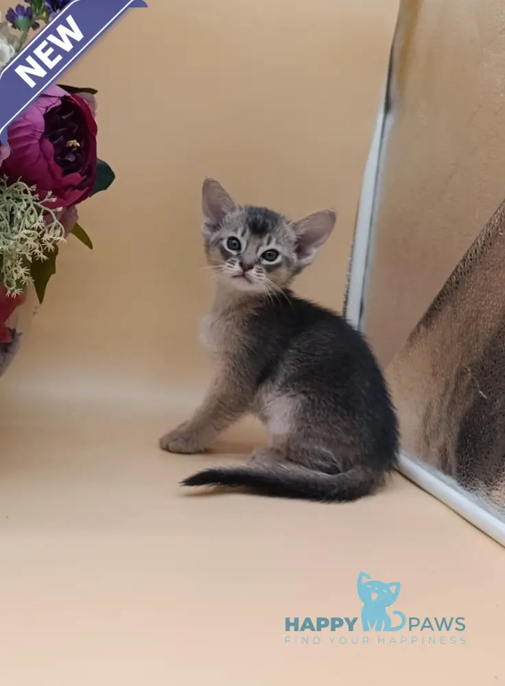 Charlie Abyssinian male blue live animals