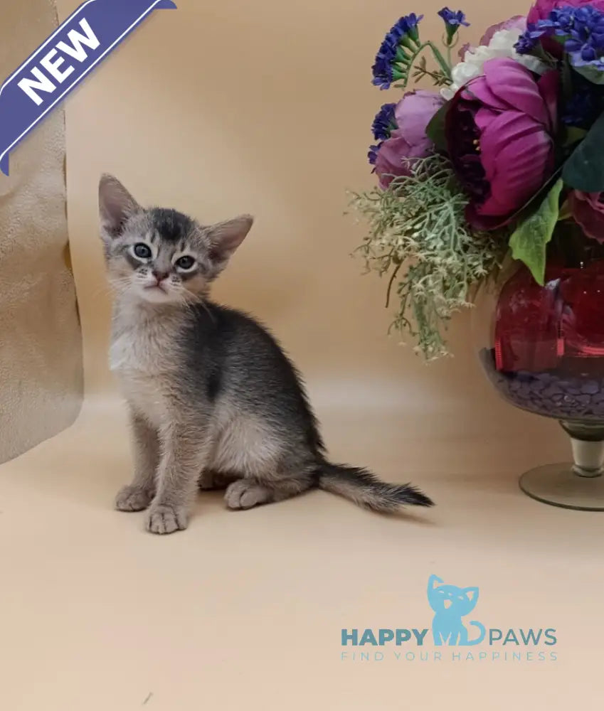 Charlie Abyssinian male blue live animals